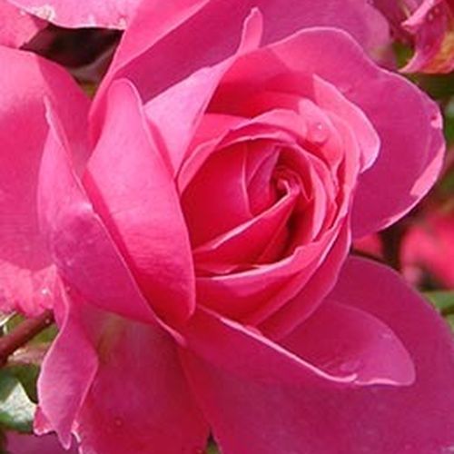 Online rózsa kertészet - virágágyi floribunda rózsa - rózsaszín - Rosa Rózsaszín - közepesen intenzív illatú rózsa - ,- - ,-